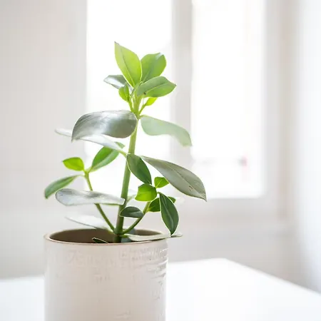 Apartament Vicheia - 2 *