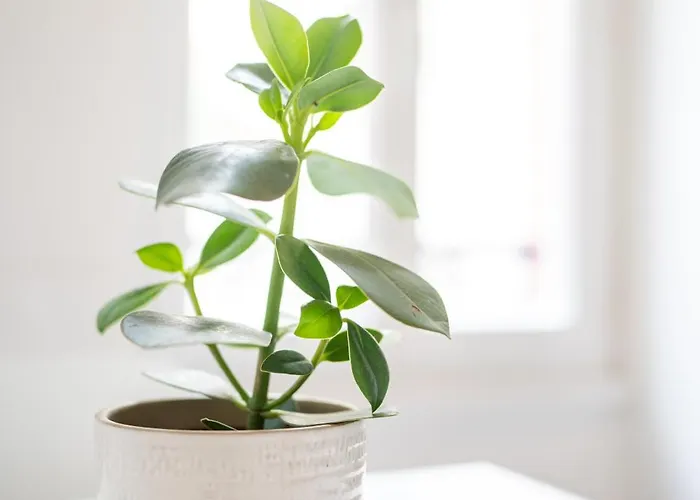 Apartamento Vichéia - 2 *